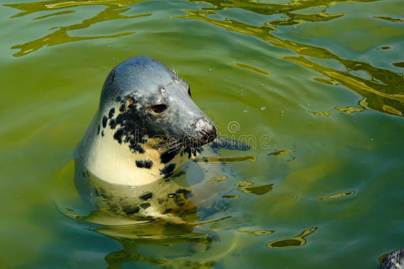 Seal