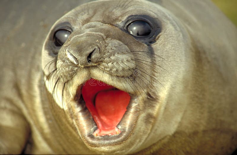 Seal stock photo Seal stock photo