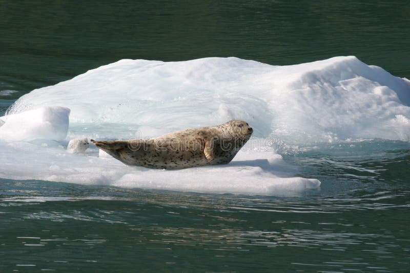 Seal on Alaskan Iceberg