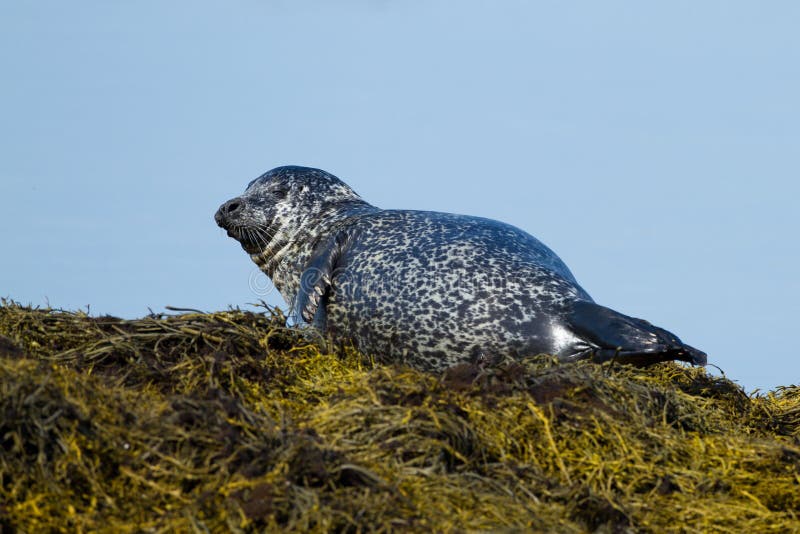 Seal Animal stock photo. Image of landscape, resting - 26705134