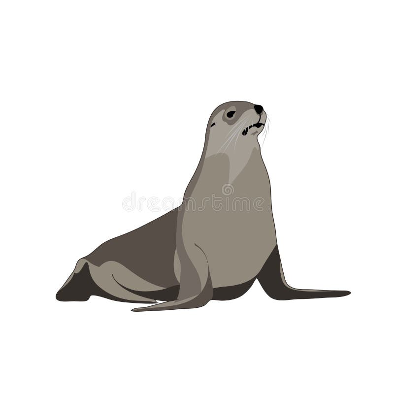 Seal animal. vector image stock vector. Illustration of wild - 122330739