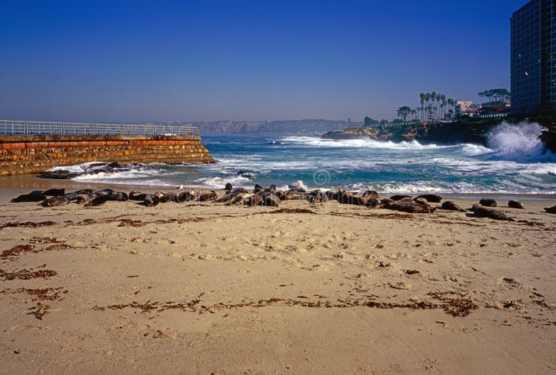 Seal beach stock image. Image of sand, waves, surf, beach 9307489