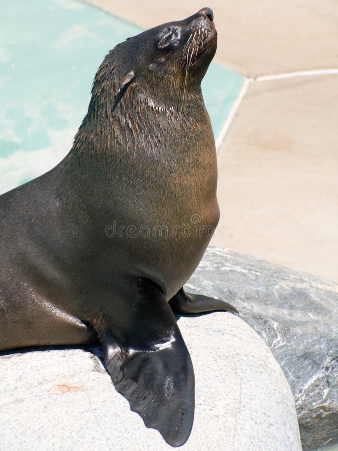Seal begging for food