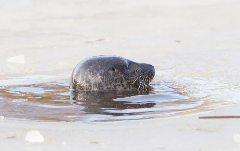 Seal Breathing Though a Hole in the Ice Stock Photo Image of animal