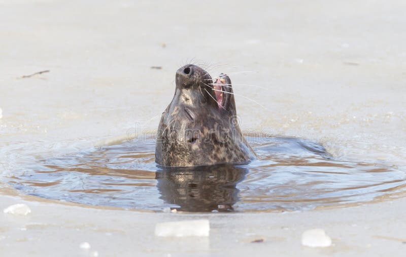 Seal Breathing Though a Hole in the Ice Stock Photo Image of