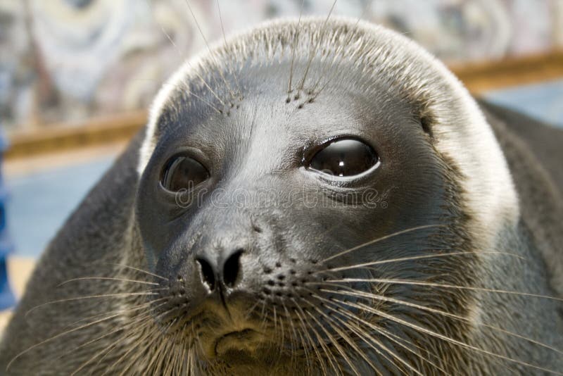 Seal a close up stock photo. Image of mammal, cute, heated 5900188