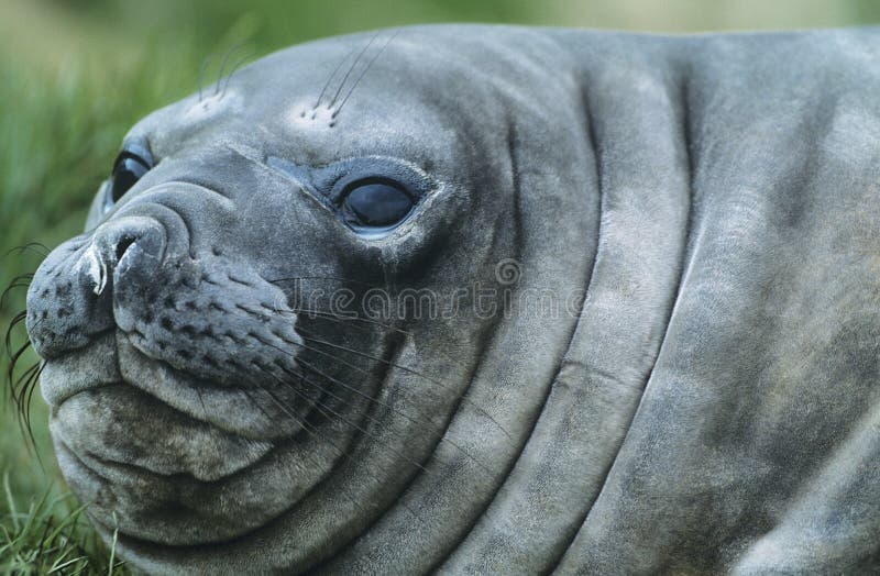 Seal close up stock photo. Image of greay, north, eyes 6421078