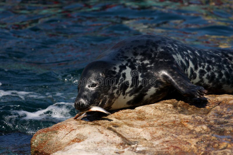 Seal eating fish