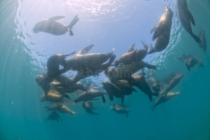 Seal family sea lion underwater looking at you