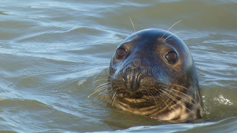 Seal Having Fun in the Sea 2