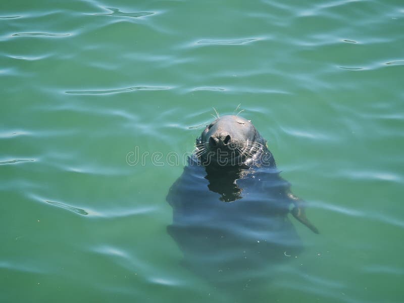 Seal in Howth Harbour, Ireland Stock Image Image of fish, green