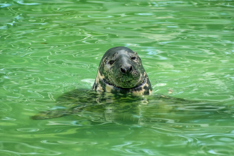 Seal in the Kaliningrad Zoo
