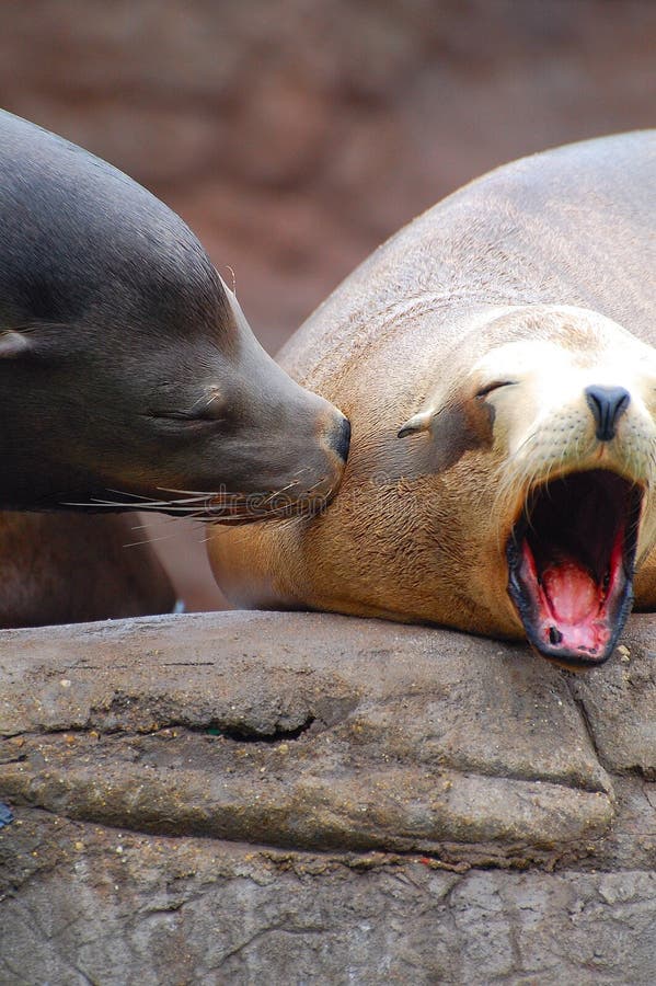 Seal Kiss stock photo. Image of idle, affection, laze 9135608