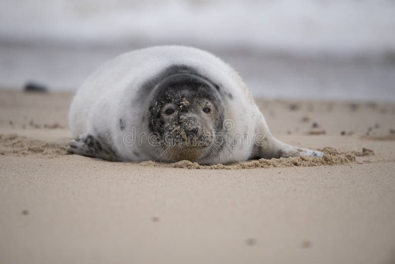 Seal Laying on a Rock in Monterey Bay Stock Photo Image of seals