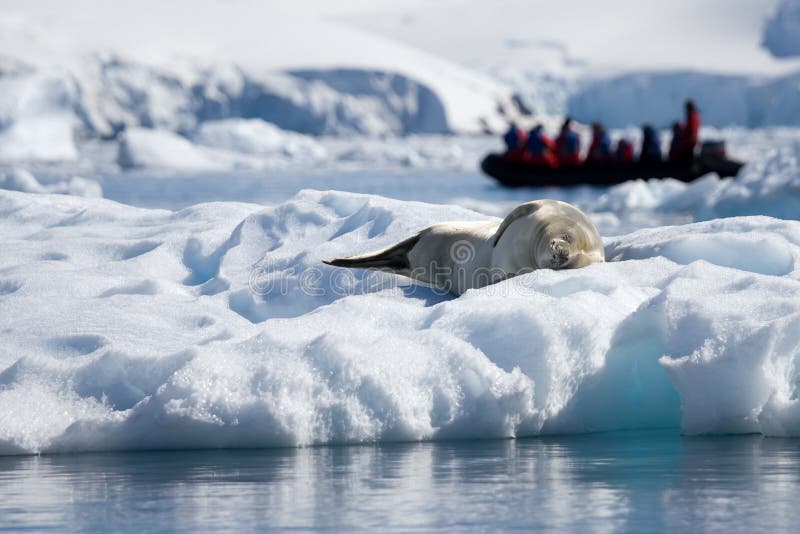 Seal life in Antarctica