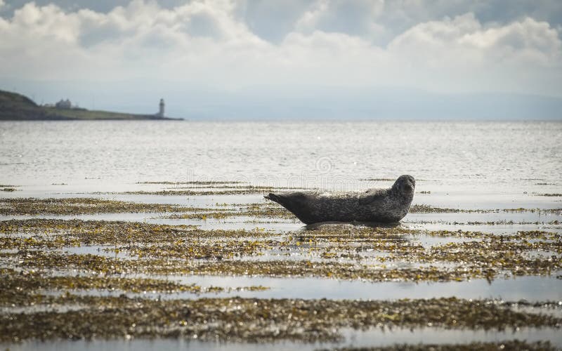 A grey seal relaxing on a rock in the sea with the Holy Island lighthouse in the distance. A grey seal relaxing on a rock in the sea with the Holy Island lighthouse in the distance