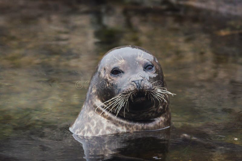 Seal in the ocean stock photo. Image of animal, young - 164449116
