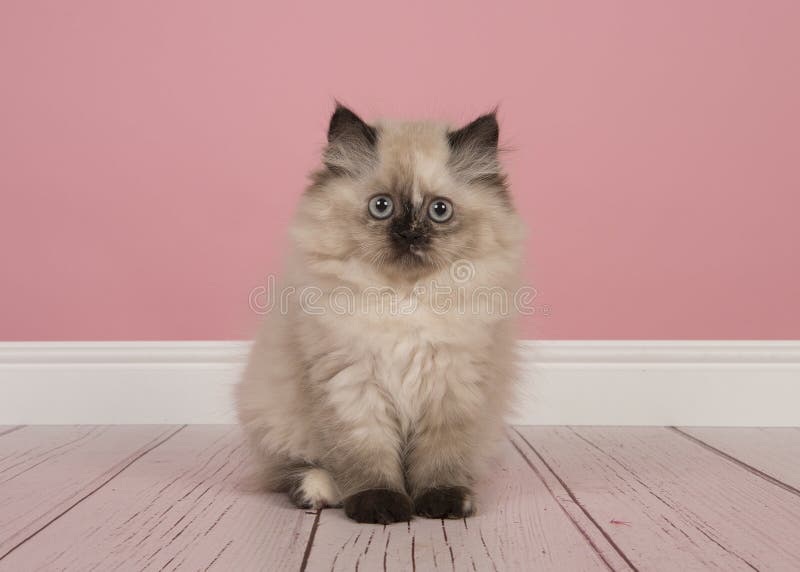 Seal Point Persian Longhair Kitten Sitting in a Studio Living Room on a  Pink Background Looking at the Camera Stock Image - Image of cute, kitten:  119325417