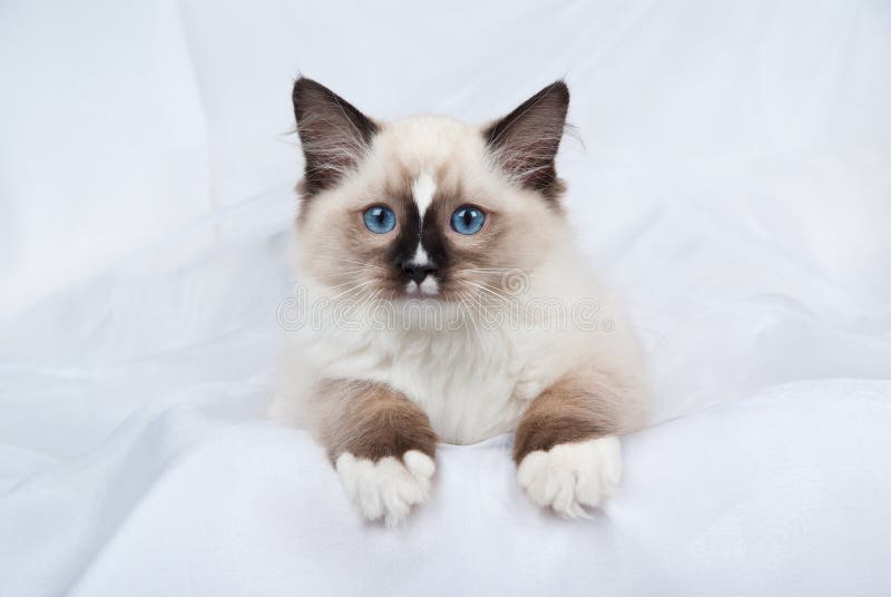 Seal Point Ragdoll Kitten on White Fabric Stock Photo - Image of ...