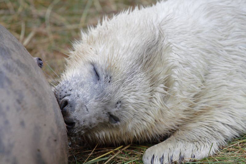 Seal Pup