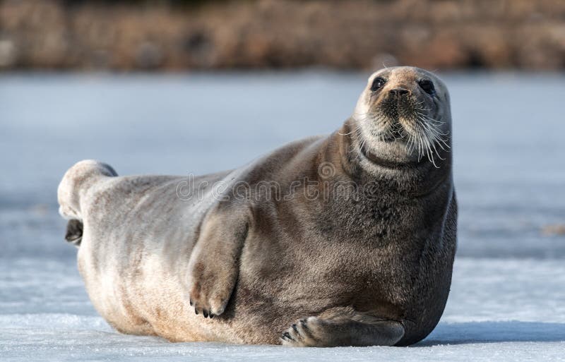 Seal resting on an ice floe. Close up. The bearded seal