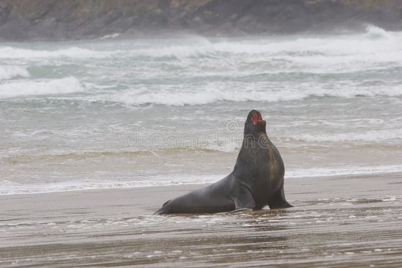 Seal - Sea Lion