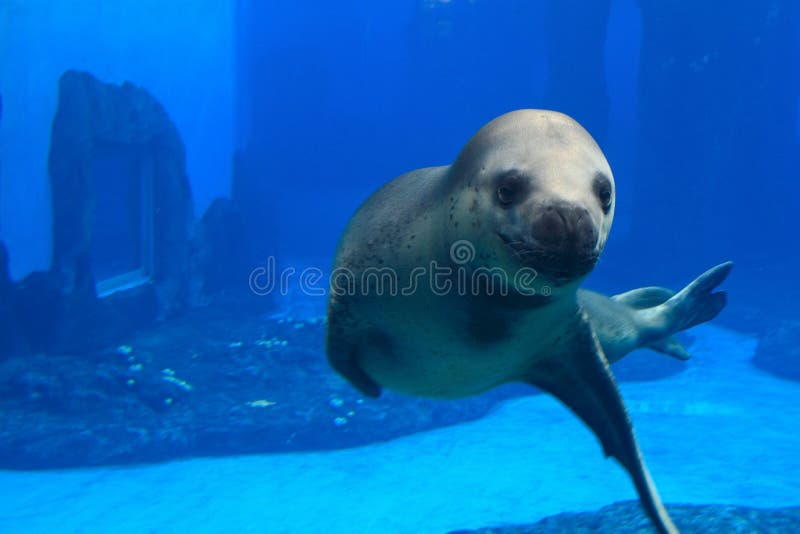 Seal show at the zoo.