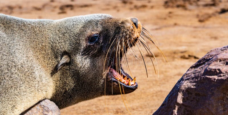 A Seal on the Skeleton Coast Stock Image - Image of cape, namibia: 162401421 A Seal on the Skeleton Coast Stock Image - Image of cape, namibia: 162401421