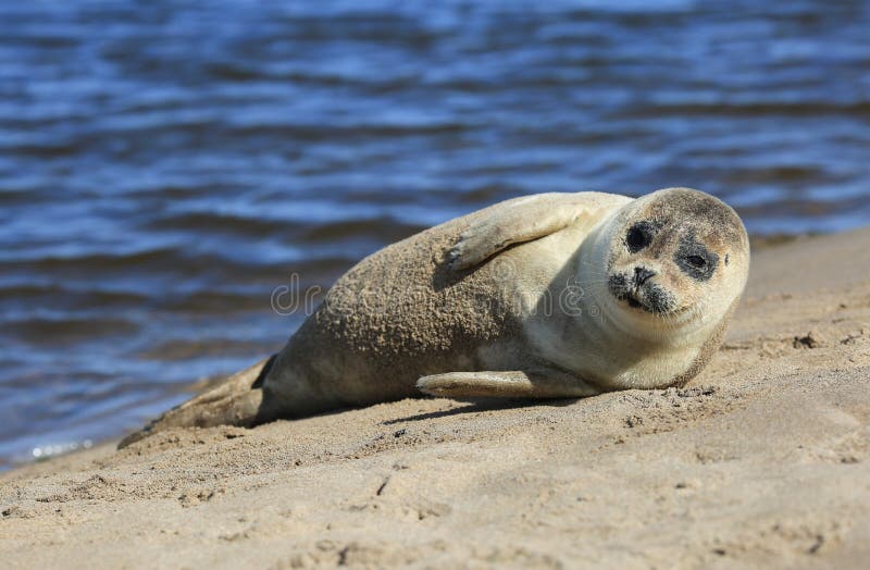 Seal sunbathing on The Holy Island of Lindisfarne stock image Seal sunbathing on The Holy Island of Lindisfarne stock image