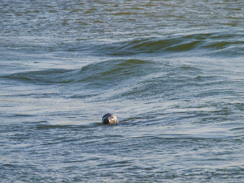 Seal swimming