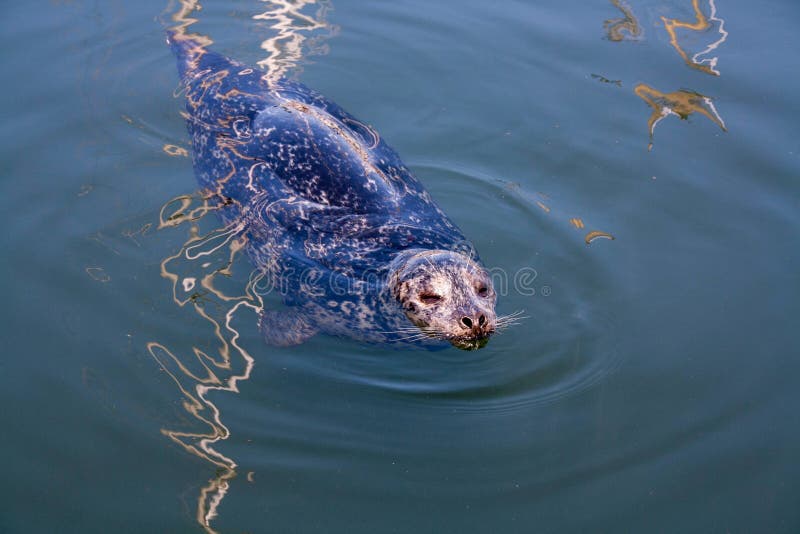 Seal, Canada stock photo. Image of cute, victoria, rocks 116957176