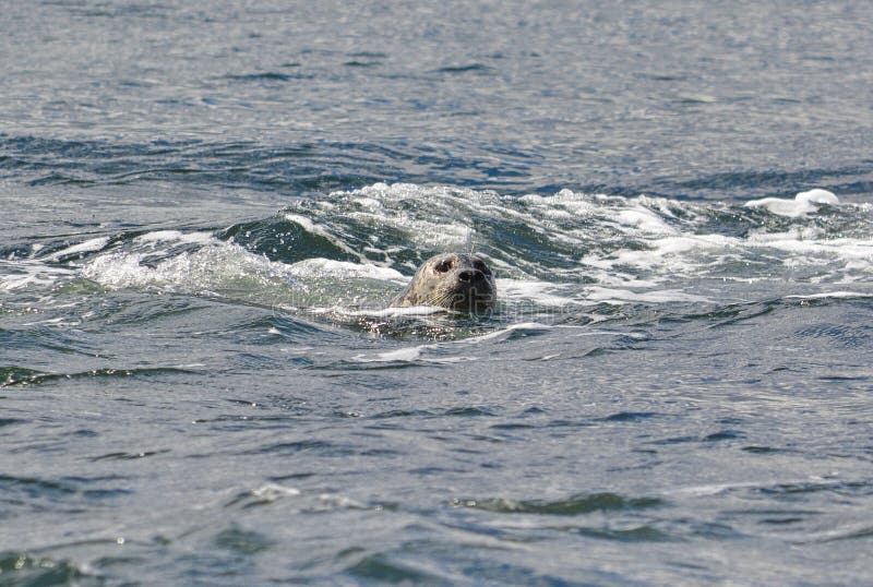a seal is swimming on the surface royalty free stock image a seal is swimming on the surface royalty free stock image