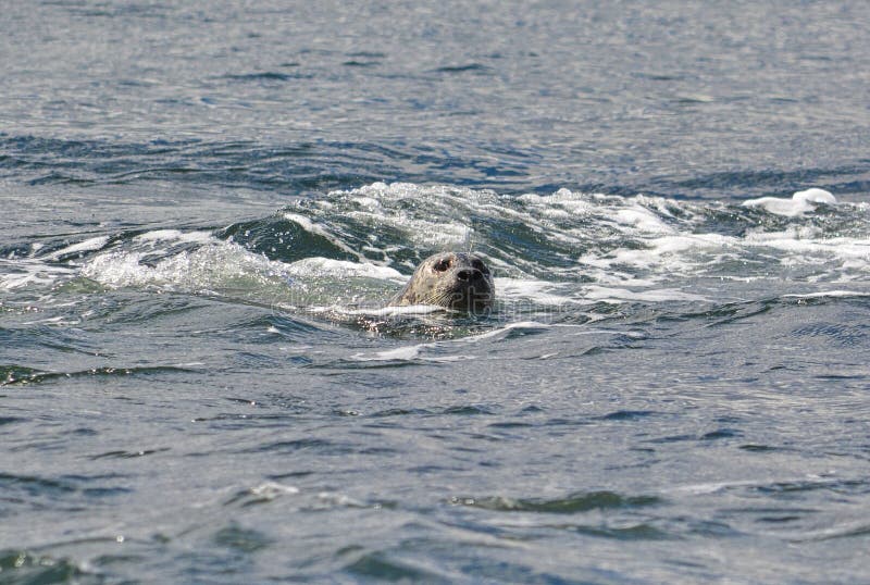 Otter stock image. Image of water, rock, white, black - 14534191