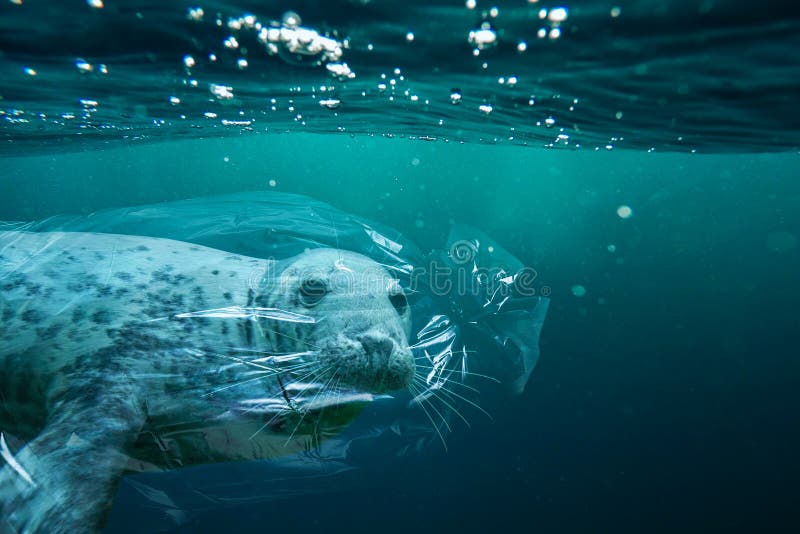 Seal trapped in a plastic bag. Pollution in oceans concept.