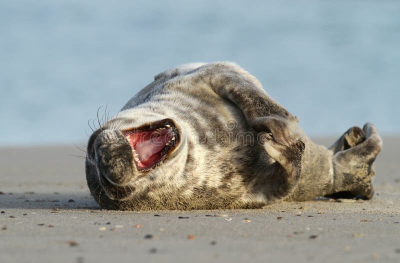 Seal yawning stock photo. Image of tail, paddle, predator 19365540