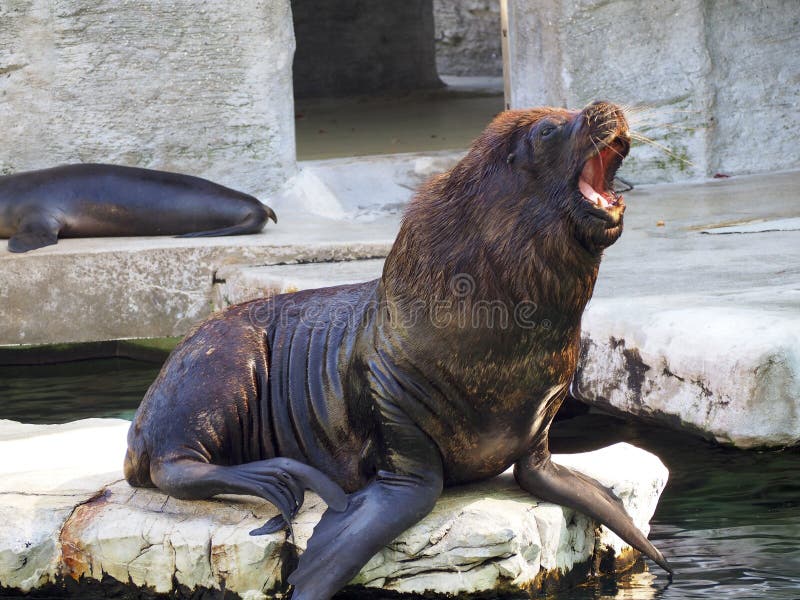 Seal yawning stock image. Image of male, young, seal 90388061