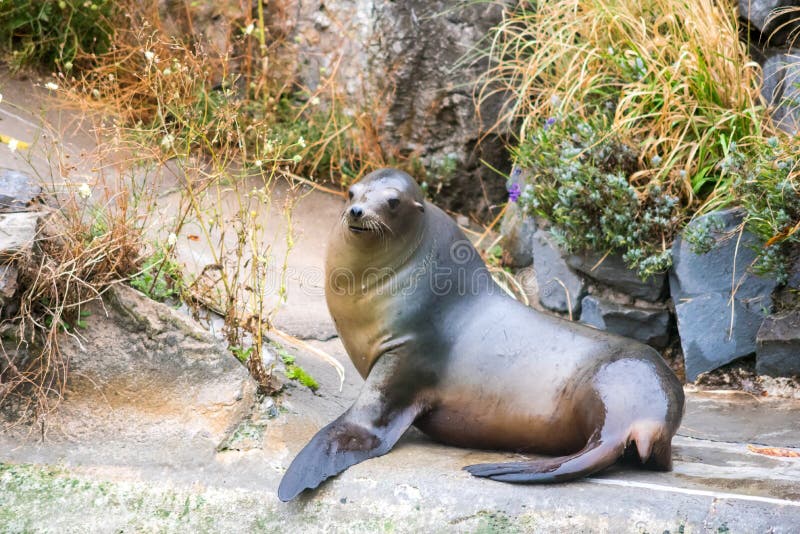 Seal in zoo, looking up stock photo. Image of cute, animal 127772866