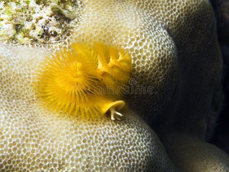 Sealife : christmas tree worm