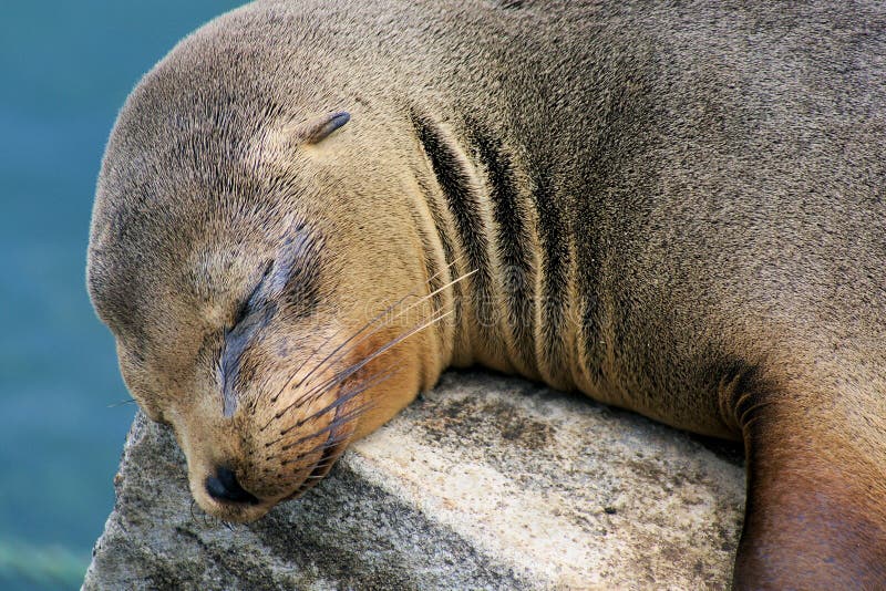 Sealion obraz stock Sealion obraz stock