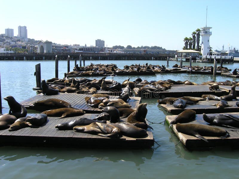 Sealion crowd