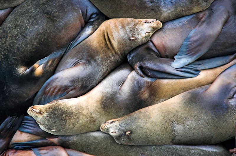 Sealion Pile