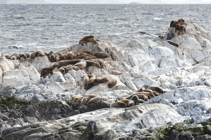 Sea Lions in Beagle Channel, Ushuaia, Tierra Del Fuego Stock Image ...