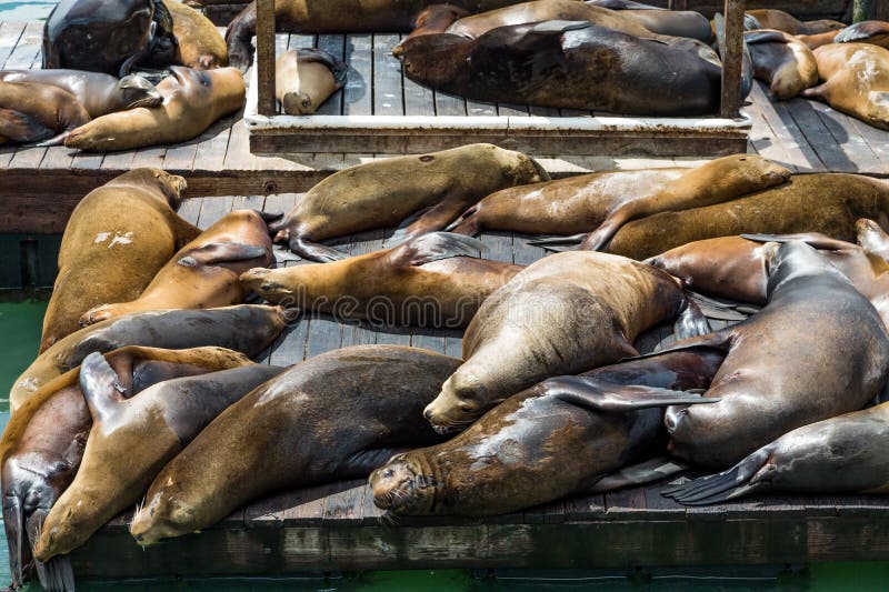 Basking seals at Pier 39, Fisherman's Wharf, San Francisco Stock