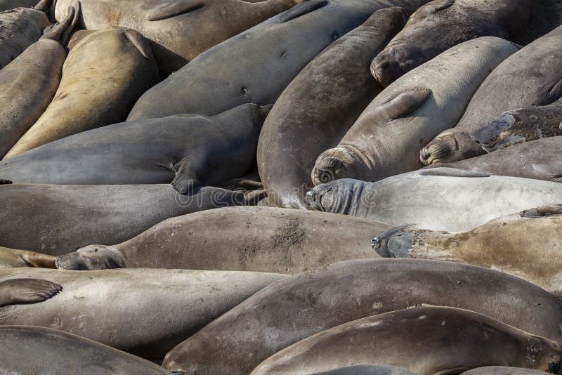 Seals on Californian Beach stock photo. Image of isolated 162098932