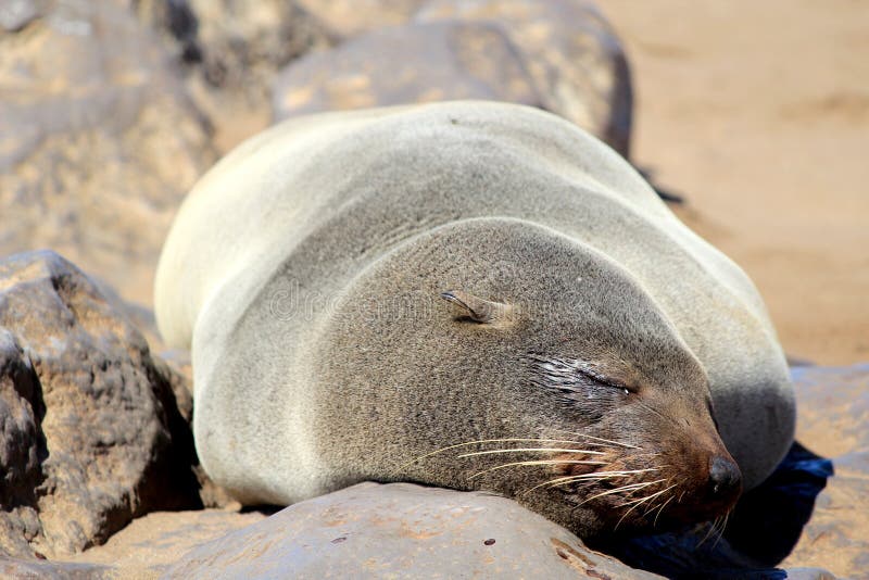 Seals at Cape Cross, Atlantic Ocean coast