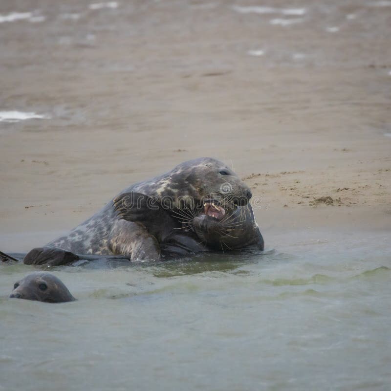 Seals Fight for a Game in the Colony Stock Photo Image of fight