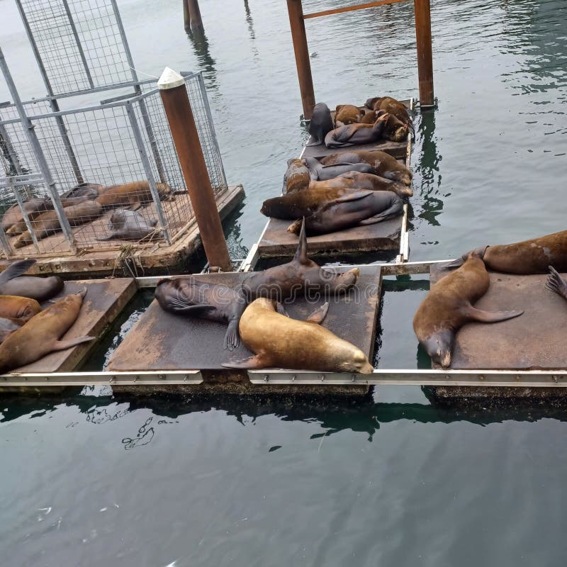 Seals hang out stock image. Image of oregon, coast, sleeping 261232493