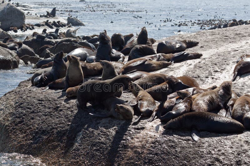 Seals on a Hout Bay Seal Island in Cape Town Stock Photo Image of