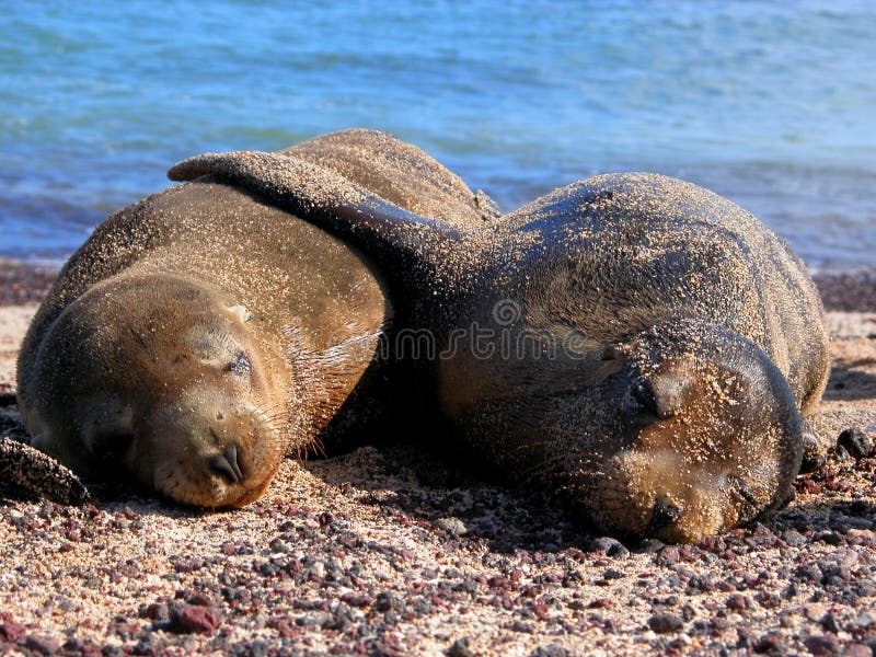 Seals in love