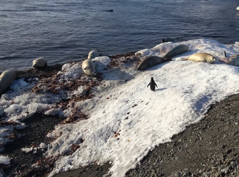 Seals and Penguin on Antarctic Coast. Sea Creatures Stock Photo Image